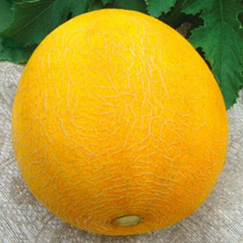 40 Japanese New Melon Seeds 新瓜 ニューメロン 日本甜寶香瓜 Mini Etsy