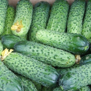 Cucumber Regal F1 seeds