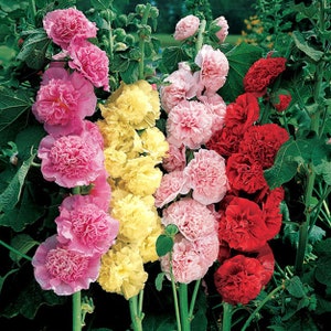 Malow garden mix from Ukraine#1234