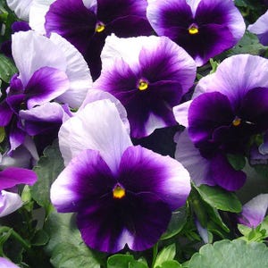 Viola megalanthus Lord Bikonsfild Flower Seeds from Ukraine