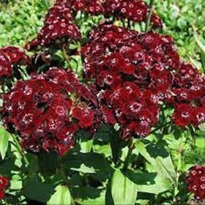 Nelke Mirage Blumensamen