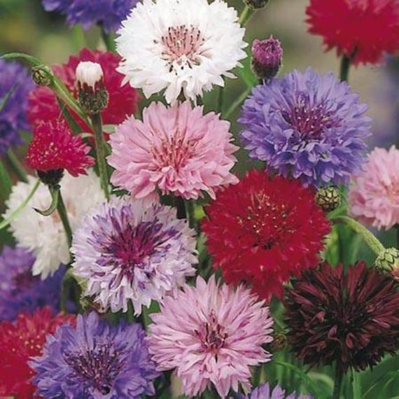 Fleur Graines Centaurea cyanus boule rouge vasylek annuelles de l/'Ukraine