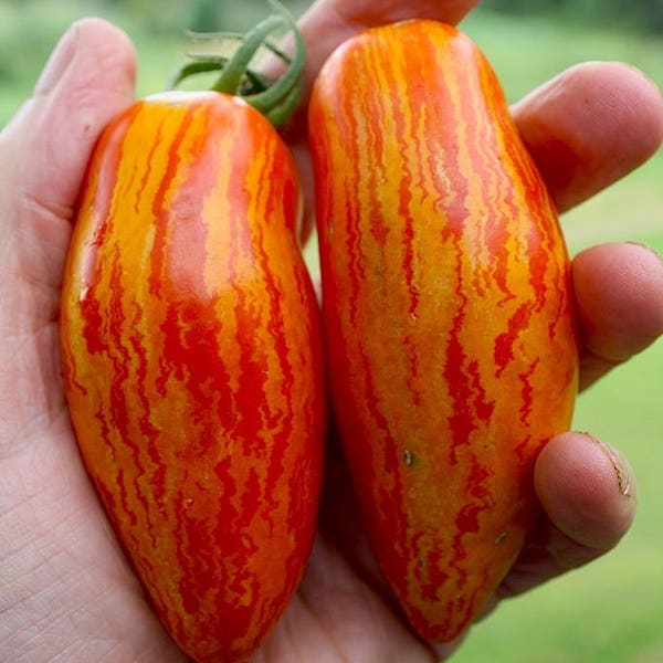 Tomatensamen Süße Berührung Erbstück Samen aus der Ukraine .1116