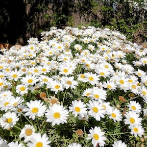 Chrysanthemum paludosum Sumpfblumen Samen aus der Ukraine