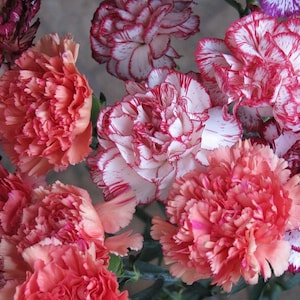 Dianthus caryophyllus verdwaalde mix bloemzaden uit Oekraïne #1058
