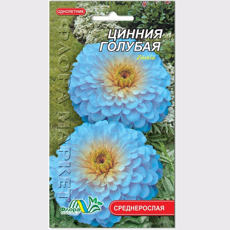 Zinnia Haageana Blue Flower Seeds From Ukraine 764 Etsy Canada