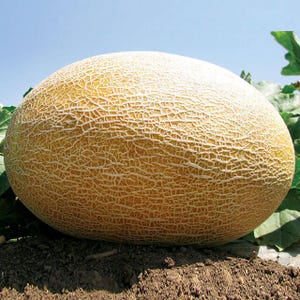 Melon seeds Amal F1 seeds from Ukraine#11147