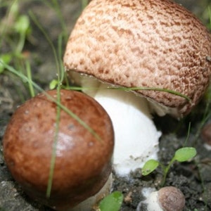 Agaricus brasiliensis (brésilien) Spores de champignon/mycélium fraye séchées