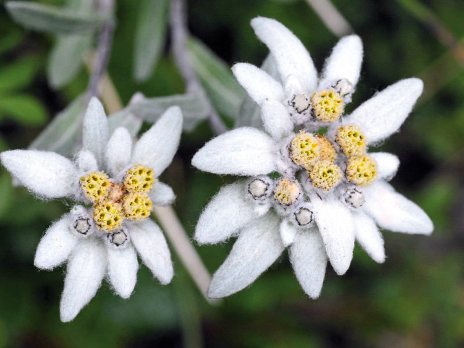 Edelweiss Alpine Flower Seeds 1522 Etsy