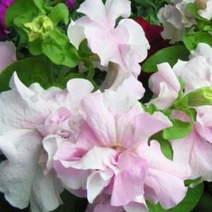 Petunia-orchidee F1 bloemzaden uit Oekraïne