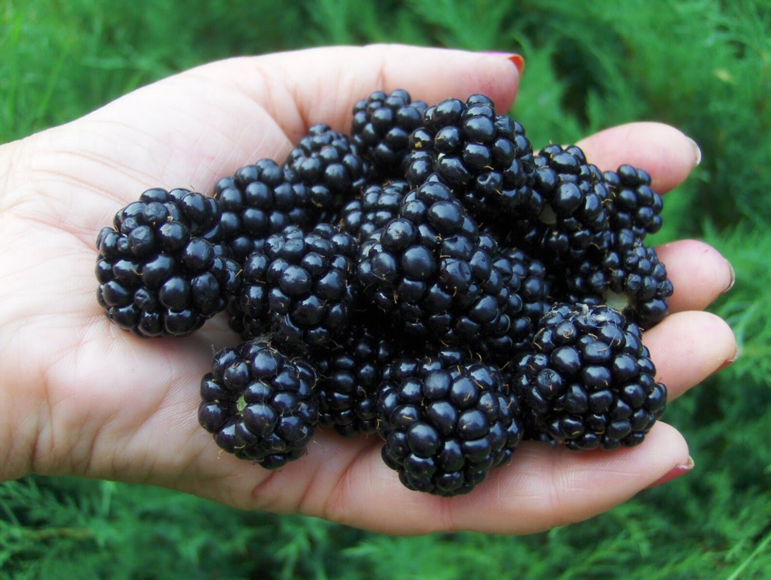 Blackberry Big Black Seeds Berries Seed from Ukraine/ 50 seeds Etsy
