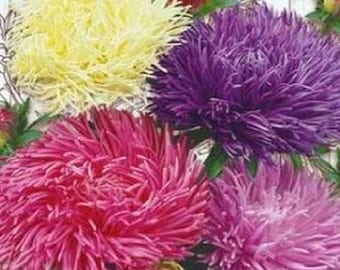 Semi di fiori a forma di rosa di Aster dall'Ucraina