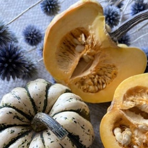 Decorative Pumpkin Herb Flower Seeds