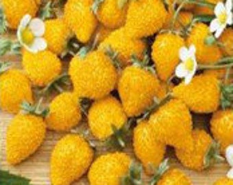 Puede incluir: Primer plano de un grupo de fresas de color amarillo brillante, llamadas "Milagro Amarillo" en ucraniano. Las fresas están dispuestas sobre una superficie de madera con una hoja verde y una flor blanca en el fondo.