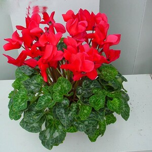 Cyclamen persicum Gaby F1 image 5