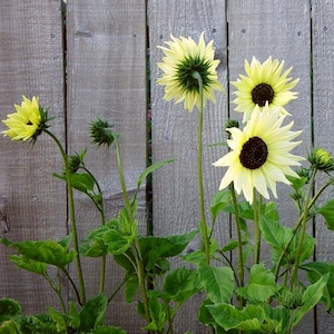 Sunflower Helianthus Vanilla Flower Seeds