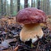 see more listings in the Mushrooms Mycelium section