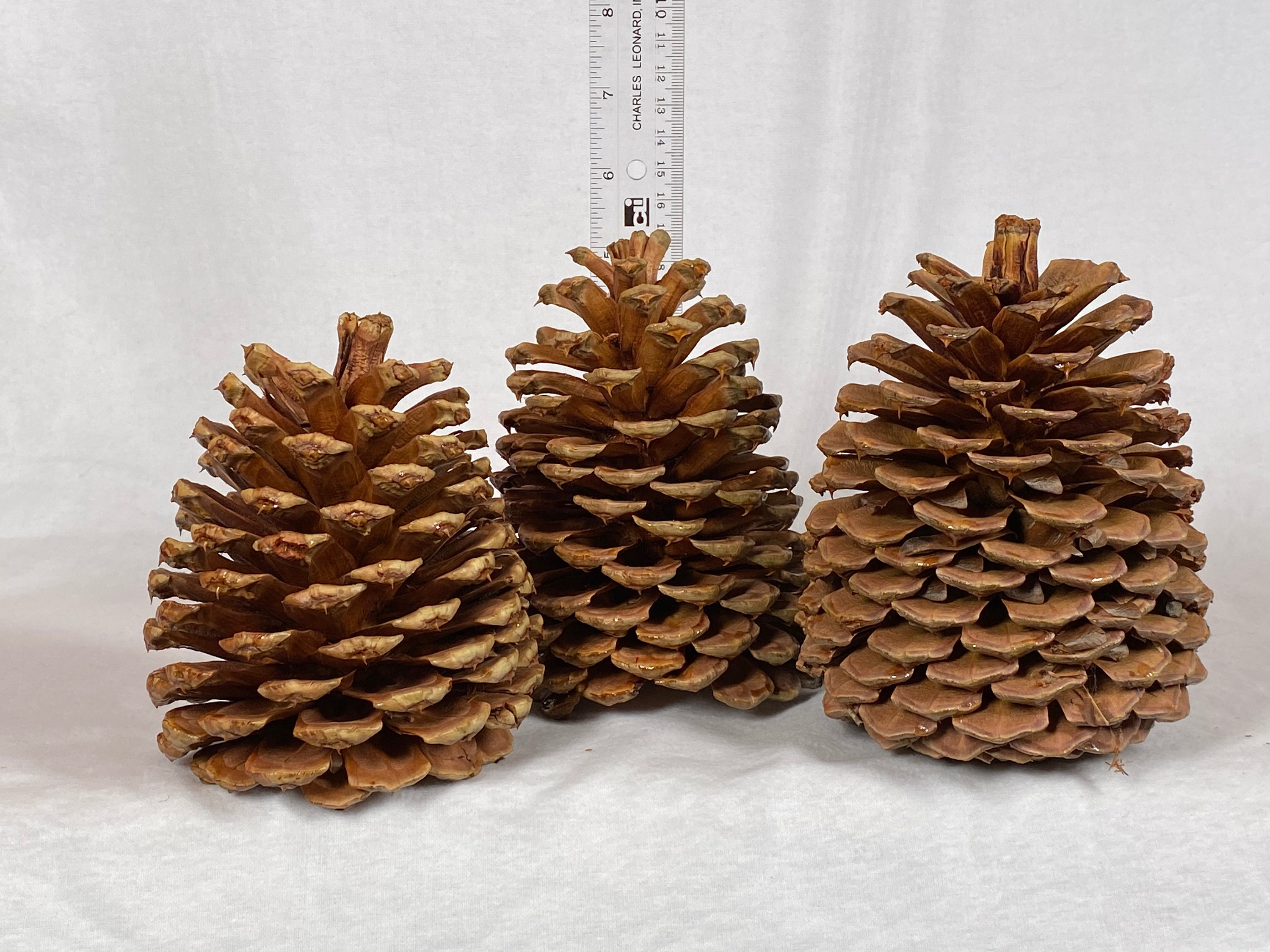 12 Natural White Tipped Frosted Pine Cones 2.5-3.5 Inch One Dozen for  Crafting Pinecone Christmas Wedding Home Decor 