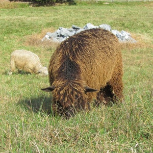 Wensleydale Locks Natural wool fleece brown, gray or ivory 2 oz image 1