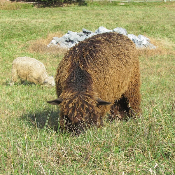 Wensleydale Locks Natural wool fleece brown, gray or ivory - 2 oz