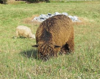 Wensleydale Locks Natural wool fleece brown, gray or ivory - 2 oz