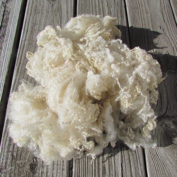 BFL locks natural ivory or colored Bluefaced Leicester Locks wool  2 oz