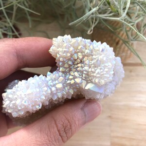 Gorgeous Angel Aura Spirit / Cactus Quartz Cluster with Citrine — Specimen Crystal