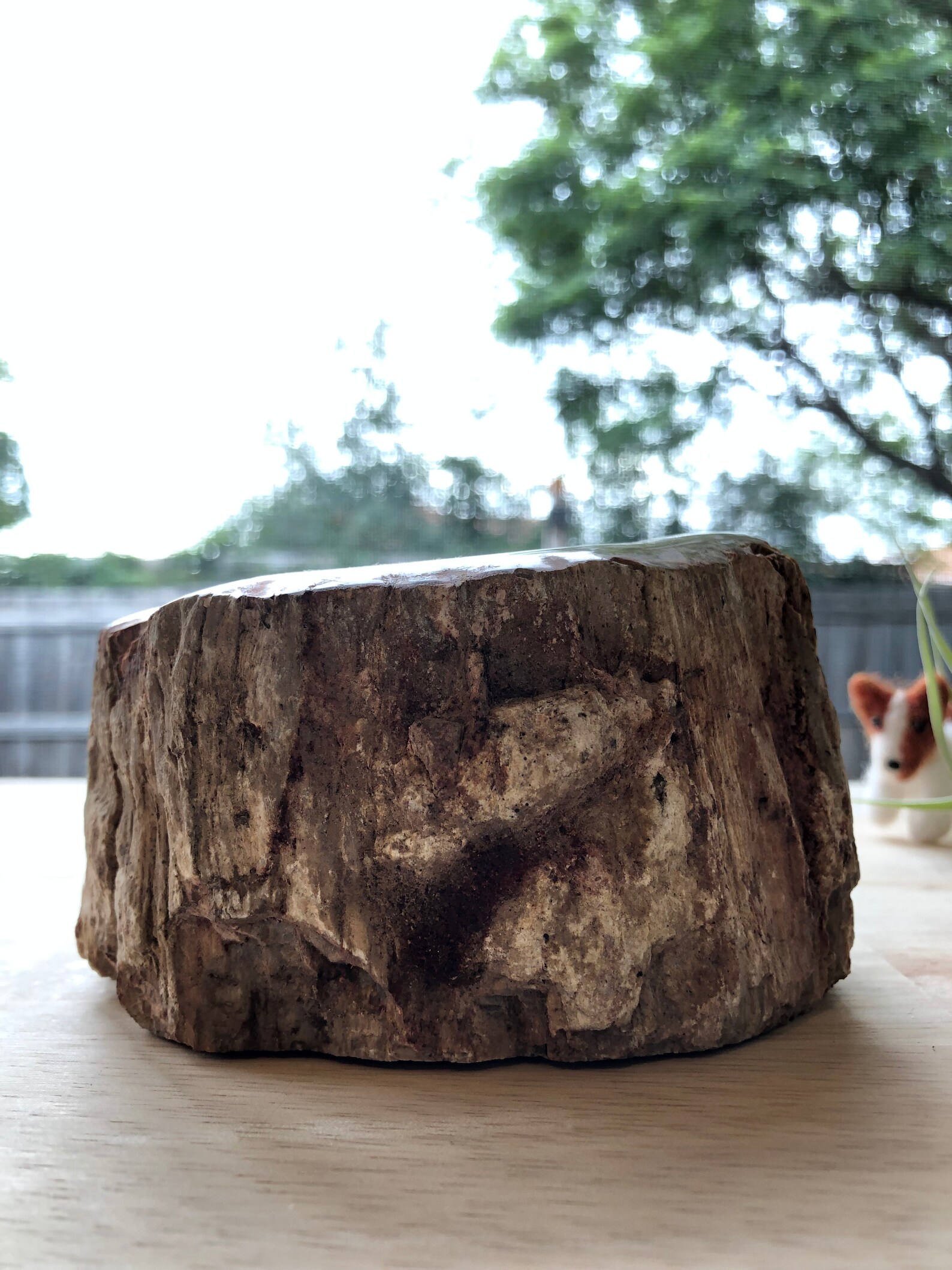 Madera petrificada Madera fosilizada opalizada recuperada | Etsy