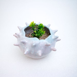 Puede incluir: Una pequeña maceta redonda de cerámica blanca y azul claro con protuberancias puntiagudas. La maceta contiene pequeños guijarros y una planta verde vibrante. El diseño general es orgánico y texturizado, adecuado para pequeñas suculentas.