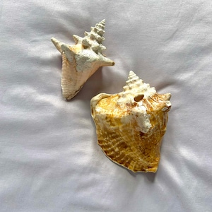 May include: Two seashells in shades of beige and brown. One shell is upright, with a textured, pointed top. The other shell is larger, with a spiral shape and a textured surface. Both shells have a natural, organic appearance.