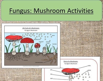 Mushroom Fungus Work Eco-System Spring Summer Montessori Preschool