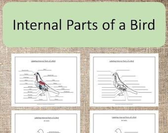 Internal Parts of a Bird Elementary Montessori zoology Science bird anatomy