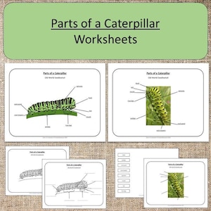 Parts of a Caterpillar Butterfly Study Montessori Preschool Activities Home