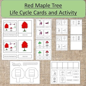 Può includere: Un set di carte educative stampabili per aiutare i bambini a imparare il ciclo di vita di un acero rosso. Le carte presentano illustrazioni di un seme, una piantina, un giovane albero e un albero maturo. Il set include anche un foglio di attività stampabile con un contorno di albero vuoto per consentire agli studenti di riempire le fasi del ciclo di vita.