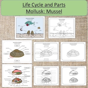 May include: A printable worksheet for learning about the life cycle and parts of a freshwater mussel. The worksheet includes diagrams of the mussel's external and internal parts, as well as its life cycle.