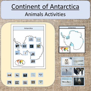 Continent of Antarctica Animal activities