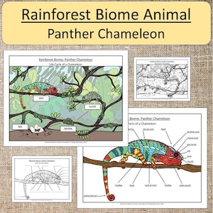 Rainforest Biome Animal: Panther Chameleon