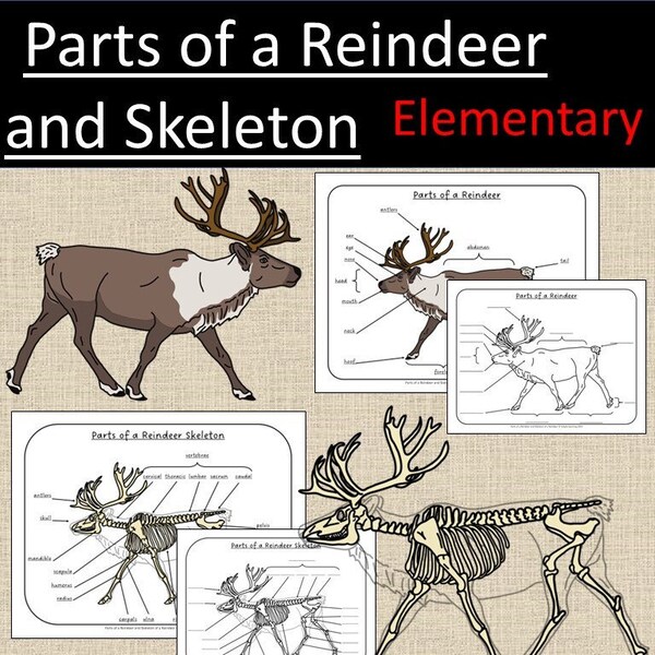 Reindeer Skeleton - Etsy
