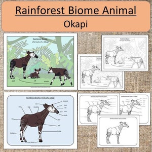 Animal du biome de la forêt tropicale : étude de l&#39;okapi Montessori