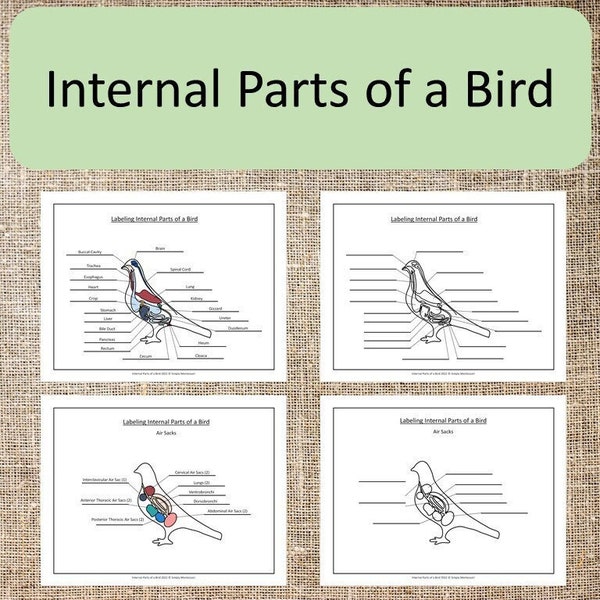 Internal Parts of a Bird Elementary Montessori zoology Science bird anatomy