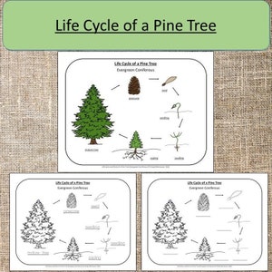 Life Cycle of a Pine Tree Evergreen Coniferous Montessori Science Seasonal Winter Study Curriculum Christmas Activities