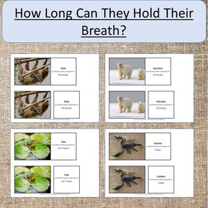 How Long Can They Hold Their Breath? Animals Water Science