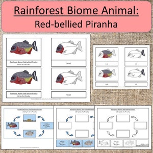 Rainforest Biome Animal: Red-bellied Piranha fish study