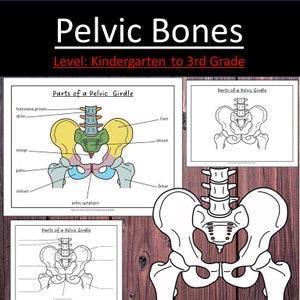 Pelvic Girdle Skeleton Bones Pelvis Anatomy Activities Science