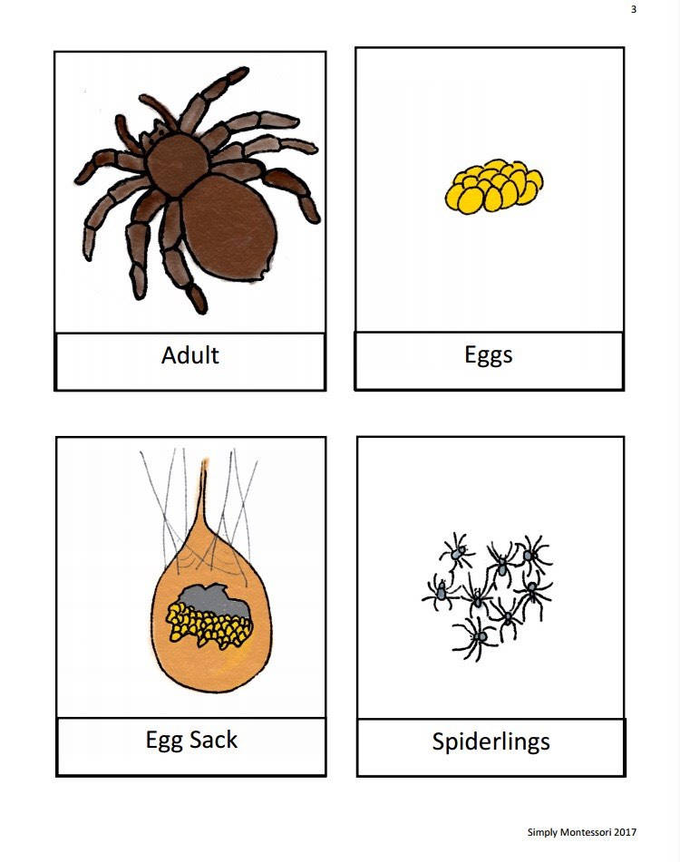 Bundle Life Cycle of a Spider Montessori Waldorf Reggio | Etsy