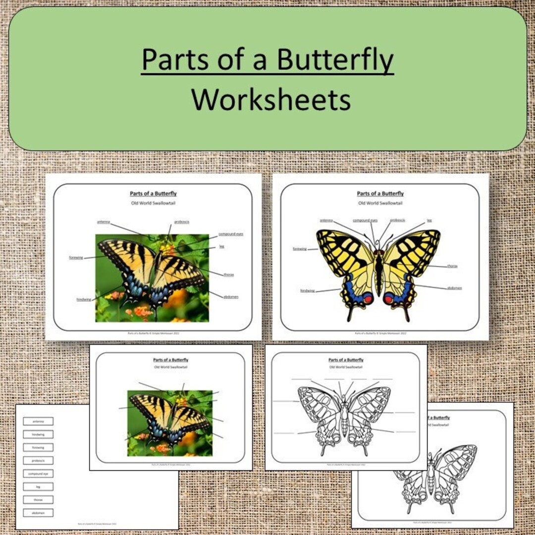 Parts of a Butterfly Montessori Science Actvities Preschool Homeschool