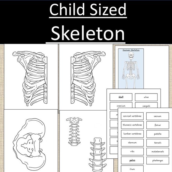 Building a Skeleton PDF Labeling Bones Montessori Reggio Waldorf