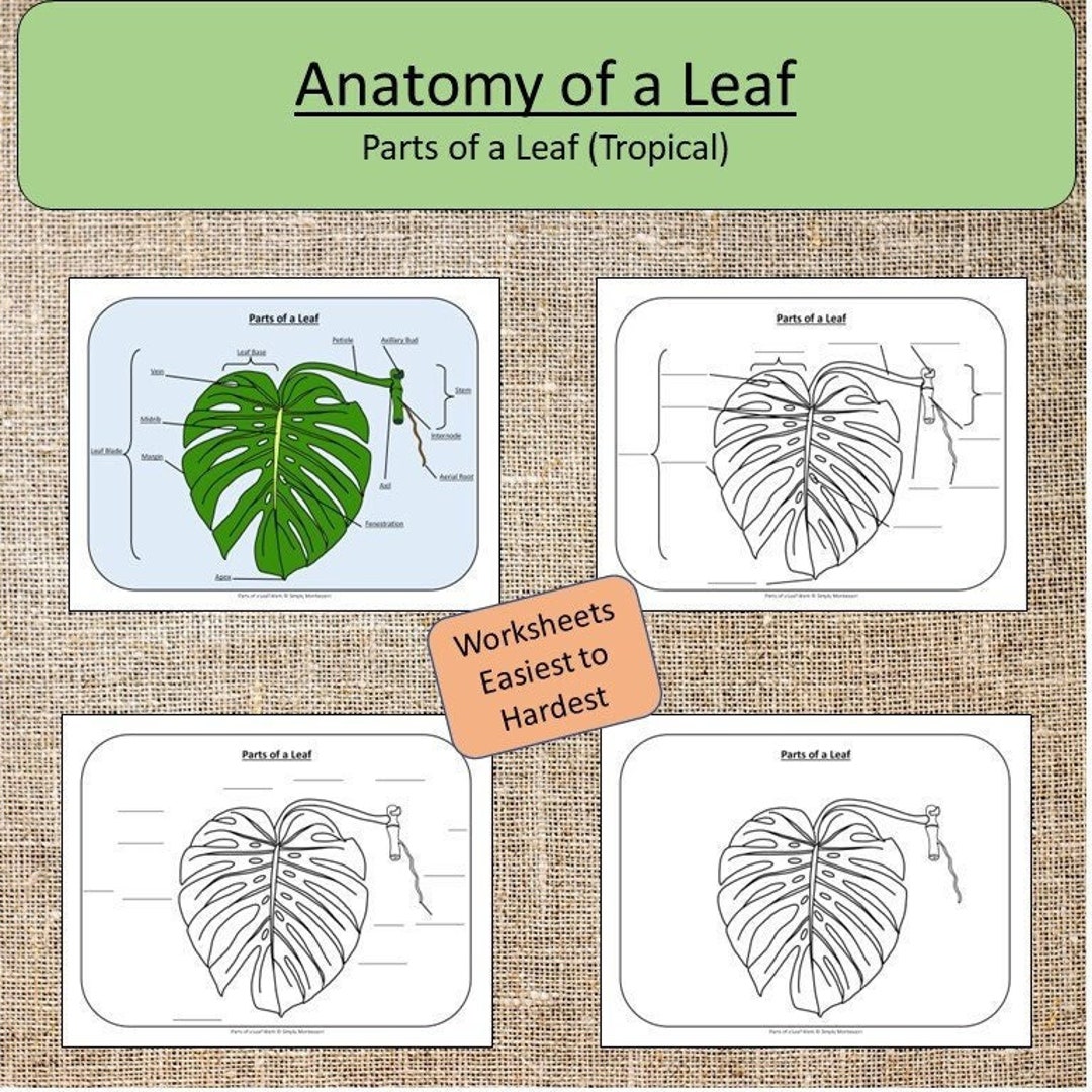 parts-of-a-leaf-tropical-anatomy-montessori-botany-monstera-etsy