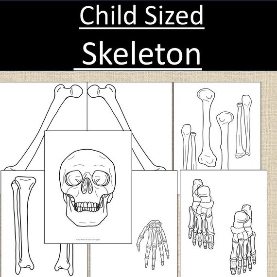 Building a Skeleton PDF Labeling Bones Montessori Reggio Waldorf