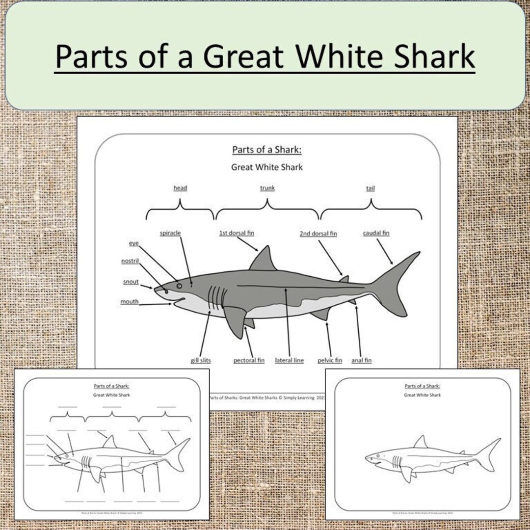 Parts of a Sharks Great White Sharks Montessori Ocean Study Elementary